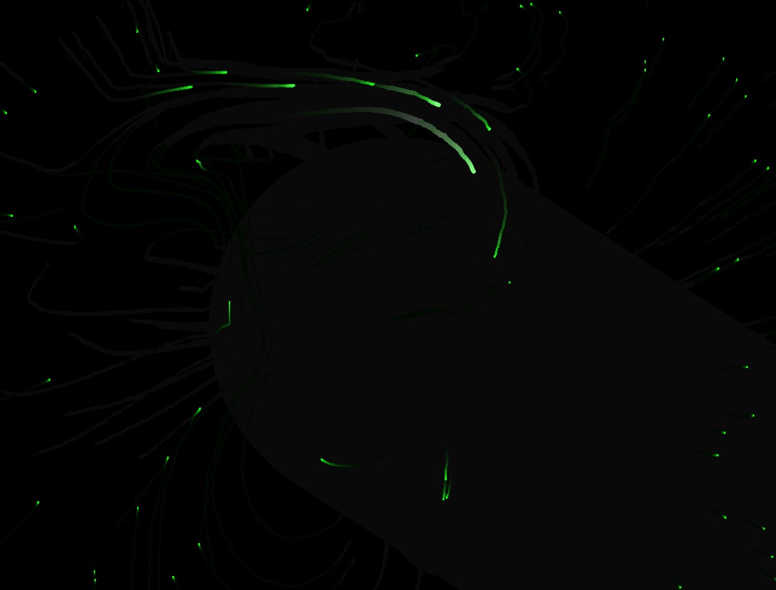 mouse